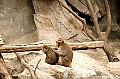 ueno park 32